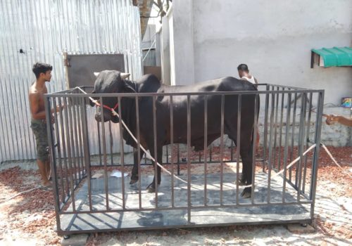 Cow Weight Scale